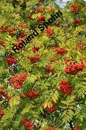 Eberesche, Vogelbeere, Vogelbeerbaum, Sorbus aucuparia, Sorbus aucuparia, Eberesche, Vogelbeere, Rosaceae, Blühend Kauf von 00944_sorbus_aucuparia_dsc_3730.jpg