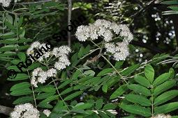 Eberesche, Vogelbeere, Vogelbeerbaum, Sorbus aucuparia, Sorbus aucuparia, Eberesche, Vogelbeere, Rosaceae, Blühend Kauf von 00944_sorbus_aucuparia_dsc_4417.jpg