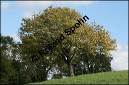 Elsbeere, Sorbus torminalis, Rosaceae, Sorbus torminalis, Elsbeere, Habitus Winter Kauf von 00945sorbus_torminalisimg_4277.jpg