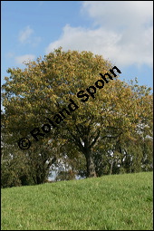 Elsbeere, Sorbus torminalis, Rosaceae, Sorbus torminalis, Elsbeere, Habitus Winter Kauf von 00945sorbus_torminalisimg_4279.jpg