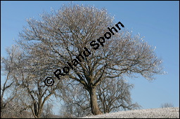 Elsbeere, Sorbus torminalis, Rosaceae, Sorbus torminalis, Elsbeere, Habitus Winter Kauf von 00945sorbus_torminalisimg_5119.jpg