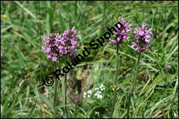 Heil-Ziest, Echter Ziest, Betonica officinalis, Stachys officinalis, Lamiaceae, Betonica officinalis, Stachys officinalis, Heil-Ziest, Echter Ziest, Blhend Kauf von 00950betonica_officinalisimg_3237.jpg