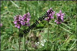 Heil-Ziest, Echter Ziest, Betonica officinalis, Stachys officinalis, Lamiaceae, Betonica officinalis, Stachys officinalis, Heil-Ziest, Echter Ziest, Blühend Kauf von 00950betonica_officinalisimg_3238.jpg