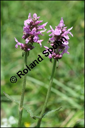 Heil-Ziest, Echter Ziest, Betonica officinalis, Stachys officinalis, Lamiaceae, Betonica officinalis, Stachys officinalis, Heil-Ziest, Echter Ziest, Blhend Kauf von 00950betonica_officinalisimg_3239.jpg