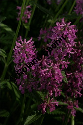 Heil-Ziest, Echter Ziest, Betonica officinalis, Stachys officinalis, Lamiaceae, Betonica officinalis, Stachys officinalis, Heil-Ziest, Echter Ziest, Blühend Kauf von 00950betonica_officinalisimg_8518.jpg