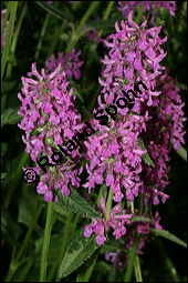 Heil-Ziest, Echter Ziest, Betonica officinalis, Stachys officinalis, Lamiaceae, Betonica officinalis, Stachys officinalis, Heil-Ziest, Echter Ziest, Blhend Kauf von 00950betonica_officinalisimg_8519.jpg