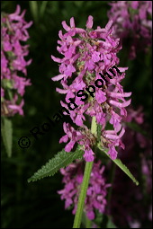 Heil-Ziest, Echter Ziest, Betonica officinalis, Stachys officinalis, Lamiaceae, Betonica officinalis, Stachys officinalis, Heil-Ziest, Echter Ziest, Blühend Kauf von 00950betonica_officinalisimg_8520.jpg