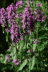 Heil-Ziest, Echter Ziest, Betonica officinalis, Stachys officinalis, Lamiaceae, Betonica officinalis, Stachys officinalis, Heil-Ziest, Echter Ziest, Blühend Kauf von 00950betonica_officinalisimg_8521.jpg