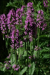 Heil-Ziest, Echter Ziest, Betonica officinalis, Stachys officinalis, Lamiaceae, Betonica officinalis, Stachys officinalis, Heil-Ziest, Echter Ziest, Blhend Kauf von 00950betonica_officinalisimg_8522.jpg