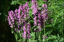 Heil-Ziest, Echter Ziest, Betonica officinalis, Stachys officinalis, Lamiaceae, Betonica officinalis, Stachys officinalis, Heil-Ziest, Echter Ziest, Blühend Kauf von 00950betonica_officinalisimg_8523.jpg