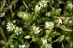 Vogel-Sternmiere, Vogelmiere, Hhnerdarm, Caryophyllaceae, Stellaria media, Vogel-Sternmiere, Vogelmiere, Hhnerdarm, Habitus blhend Kauf von 00951stellaria_mediaimg_5844.jpg