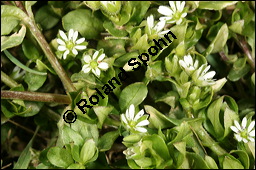 Vogel-Sternmiere, Vogelmiere, Hhnerdarm, Caryophyllaceae, Stellaria media, Vogel-Sternmiere, Vogelmiere, Hhnerdarm, Habitus blhend Kauf von 00951stellaria_mediaimg_5845.jpg