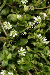 Vogel-Sternmiere, Vogelmiere, Hühnerdarm, Caryophyllaceae, Stellaria media, Vogel-Sternmiere, Vogelmiere, Hühnerdarm, Habitus blühend Kauf von 00951stellaria_mediaimg_5846.jpg