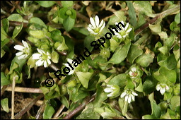 Vogel-Sternmiere, Vogelmiere, Hühnerdarm, Caryophyllaceae, Stellaria media, Vogel-Sternmiere, Vogelmiere, Hühnerdarm, Habitus blühend Kauf von 00951stellaria_mediaimg_5847.jpg