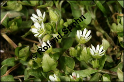 Vogel-Sternmiere, Vogelmiere, Hühnerdarm, Caryophyllaceae, Stellaria media, Vogel-Sternmiere, Vogelmiere, Hühnerdarm, Habitus blühend Kauf von 00951stellaria_mediaimg_5848.jpg