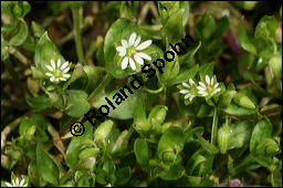 Vogel-Sternmiere, Vogelmiere, Hühnerdarm, Caryophyllaceae, Stellaria media, Vogel-Sternmiere, Vogelmiere, Hühnerdarm, Habitus blühend Kauf von 00951stellaria_mediaimg_6125.jpg