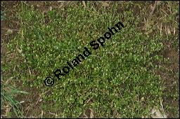Vogel-Sternmiere, Vogelmiere, Hühnerdarm, Caryophyllaceae, Stellaria media, Vogel-Sternmiere, Vogelmiere, Hühnerdarm, Habitus blühend Kauf von 00951stellaria_mediaimg_6141.jpg