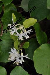 Echter Storaxbaum, Echter Styraxbaum, Gewhnlicher Storaxbaum, Styrax officinalis, Styracaceae, Styrax officinalis, Echter Storaxbaum, Echter Styraxbaum, Gewhnlicher Storaxbaum, Blatt Kauf von 00957_styrax_officinalis_dsc_7930.jpg