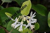 Echter Storaxbaum, Echter Styraxbaum, Gewöhnlicher Storaxbaum, Styrax officinalis, Styracaceae, Styrax officinalis, Echter Storaxbaum, Echter Styraxbaum, Gewöhnlicher Storaxbaum, Blatt Kauf von 00957_styrax_officinalis_dsc_7931.jpg