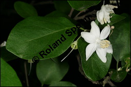 Echter Storaxbaum, Echter Styraxbaum, Gewöhnlicher Storaxbaum, Styrax officinalis, Styracaceae, Styrax officinalis, Echter Storaxbaum, Echter Styraxbaum, Gewöhnlicher Storaxbaum, Blatt Kauf von 00957styrax_officinalisimg_7534.jpg