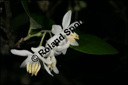 Echter Storaxbaum, Echter Styraxbaum, Gewöhnlicher Storaxbaum, Styrax officinalis, Styracaceae, Styrax officinalis, Echter Storaxbaum, Echter Styraxbaum, Gewöhnlicher Storaxbaum, Blatt Kauf von 00957styrax_officinalisimg_7535.jpg