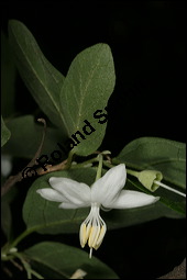 Echter Storaxbaum, Echter Styraxbaum, Gewöhnlicher Storaxbaum, Styrax officinalis, Styracaceae, Styrax officinalis, Echter Storaxbaum, Echter Styraxbaum, Gewöhnlicher Storaxbaum, Blatt Kauf von 00957styrax_officinalisimg_7536.jpg