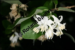 Echter Storaxbaum, Echter Styraxbaum, Gewhnlicher Storaxbaum, Styrax officinalis, Styracaceae, Styrax officinalis, Echter Storaxbaum, Echter Styraxbaum, Gewhnlicher Storaxbaum, Blatt Kauf von 00957styrax_officinalisimg_7537.jpg