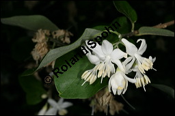 Echter Storaxbaum, Echter Styraxbaum, Gewhnlicher Storaxbaum, Styrax officinalis, Styracaceae, Styrax officinalis, Echter Storaxbaum, Echter Styraxbaum, Gewhnlicher Storaxbaum, Blatt Kauf von 00957styrax_officinalisimg_7538.jpg