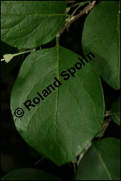 Echter Storaxbaum, Echter Styraxbaum, Gewöhnlicher Storaxbaum, Styrax officinalis, Styracaceae, Styrax officinalis, Echter Storaxbaum, Echter Styraxbaum, Gewöhnlicher Storaxbaum, Blatt Kauf von 00957styrax_officinalisimg_7539.jpg