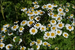 Mutterkraut, Zierkamille, Tanacetum parthenium, Asteraceae, Tanacetum parthenium, Chrysanthemum parthenium, Mutterkraut, Zierkamille, Blhend Kauf von 00967tanacetum_partheniumimg_7871.jpg