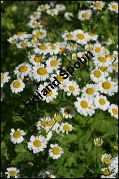 Mutterkraut, Zierkamille, Tanacetum parthenium, Asteraceae, Tanacetum parthenium, Chrysanthemum parthenium, Mutterkraut, Zierkamille, Blhend Kauf von 00967tanacetum_partheniumimg_7872.jpg