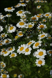 Mutterkraut, Zierkamille, Tanacetum parthenium, Asteraceae, Tanacetum parthenium, Chrysanthemum parthenium, Mutterkraut, Zierkamille, Blhend Kauf von 00967tanacetum_partheniumimg_7874.jpg