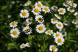 Mutterkraut, Zierkamille, Tanacetum parthenium, Asteraceae, Tanacetum parthenium, Chrysanthemum parthenium, Mutterkraut, Zierkamille, Blhend Kauf von 00967tanacetum_partheniumimg_7875.jpg