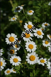 Mutterkraut, Zierkamille, Tanacetum parthenium, Asteraceae, Tanacetum parthenium, Chrysanthemum parthenium, Mutterkraut, Zierkamille, Blhend Kauf von 00967tanacetum_partheniumimg_7876.jpg