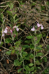 Edel-Gamander, Eichen-Gamander, Teucrium chamaedrys, Lamiaceae, Teucrium chamaedrys, Edel-Gamander, Eichen-Gamander, Blühend Kauf von 00970teucrium_chamaedrysimg_8188.jpg