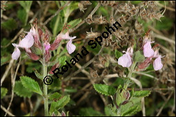 Edel-Gamander, Eichen-Gamander, Teucrium chamaedrys, Lamiaceae, Teucrium chamaedrys, Edel-Gamander, Eichen-Gamander, Blhend Kauf von 00970teucrium_chamaedrysimg_8189.jpg