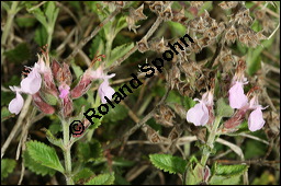 Edel-Gamander, Eichen-Gamander, Teucrium chamaedrys, Lamiaceae, Teucrium chamaedrys, Edel-Gamander, Eichen-Gamander, Blhend Kauf von 00970teucrium_chamaedrysimg_8190.jpg