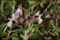 Edel-Gamander, Eichen-Gamander, Teucrium chamaedrys, Lamiaceae, Teucrium chamaedrys, Edel-Gamander, Eichen-Gamander, Blühend Kauf von 00970teucrium_chamaedrysimg_8191.jpg