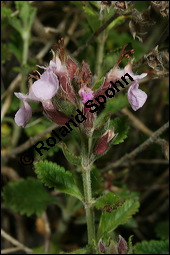 Edel-Gamander, Eichen-Gamander, Teucrium chamaedrys, Lamiaceae, Teucrium chamaedrys, Edel-Gamander, Eichen-Gamander, Blhend Kauf von 00970teucrium_chamaedrysimg_8192.jpg