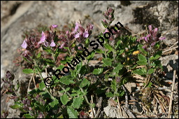 Edel-Gamander, Eichen-Gamander, Teucrium chamaedrys, Lamiaceae, Teucrium chamaedrys, Edel-Gamander, Eichen-Gamander, Blühend Kauf von 00970teucrium_chamaedrysimg_8193.jpg