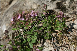 Edel-Gamander, Eichen-Gamander, Teucrium chamaedrys, Lamiaceae, Teucrium chamaedrys, Edel-Gamander, Eichen-Gamander, Blühend Kauf von 00970teucrium_chamaedrysimg_8194.jpg