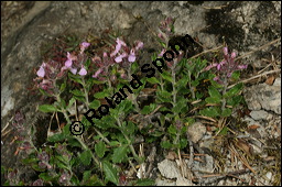 Edel-Gamander, Eichen-Gamander, Teucrium chamaedrys, Lamiaceae, Teucrium chamaedrys, Edel-Gamander, Eichen-Gamander, Blhend Kauf von 00970teucrium_chamaedrysimg_8195.jpg