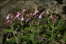 Edel-Gamander, Eichen-Gamander, Teucrium chamaedrys, Lamiaceae, Teucrium chamaedrys, Edel-Gamander, Eichen-Gamander, Blühend Kauf von 00970teucrium_chamaedrysimg_8196.jpg