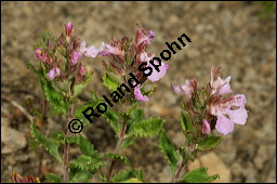 Edel-Gamander, Eichen-Gamander, Teucrium chamaedrys, Lamiaceae, Teucrium chamaedrys, Edel-Gamander, Eichen-Gamander, Blhend Kauf von 00970teucrium_chamaedrysimg_8287.jpg