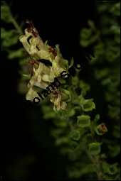 Salbei-Gamander, Salbeiblättriger Gamander, Teucrium scorodonia, Lamiaceae, Teucrium scorodonia, Salbei-Gamander, Salbeiblättriger Gamander, Blühend Kauf von 00973teucrium_scorodoniaimg_8764.jpg