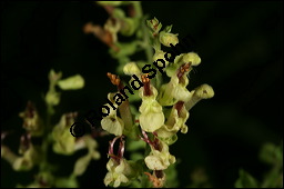 Salbei-Gamander, Salbeiblättriger Gamander, Teucrium scorodonia, Lamiaceae, Teucrium scorodonia, Salbei-Gamander, Salbeiblättriger Gamander, Blühend Kauf von 00973teucrium_scorodoniaimg_8765.jpg