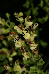 Salbei-Gamander, Salbeiblättriger Gamander, Teucrium scorodonia, Lamiaceae, Teucrium scorodonia, Salbei-Gamander, Salbeiblättriger Gamander, Blühend Kauf von 00973teucrium_scorodoniaimg_8766.jpg
