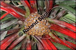 Fascicularia bicolor, Bromeliaceae, Fascicularia bicolor, Fascicularia andina, Blühend Kauf von 00974fascicularia_bicolorimg_4528.jpg