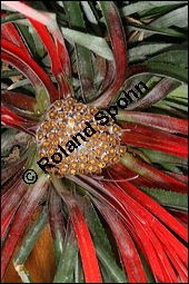 Fascicularia bicolor, Bromeliaceae, Fascicularia bicolor, Fascicularia andina, Blühend Kauf von 00974fascicularia_bicolorimg_4529.jpg