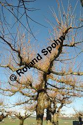 Winter-Linde, Tilia cordata, Tiliaceae, Tilia cordata, Winter-Linde, Habitus Kauf von 00979_tilia_cordata_dsc_1376.jpg